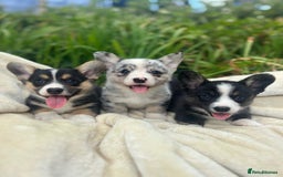 Welsh Corgi Cardigan dogs for sale: ⭐️Beautiful Cardiganshire Corgi Pups⭐️*1 LEFT* - Image 12