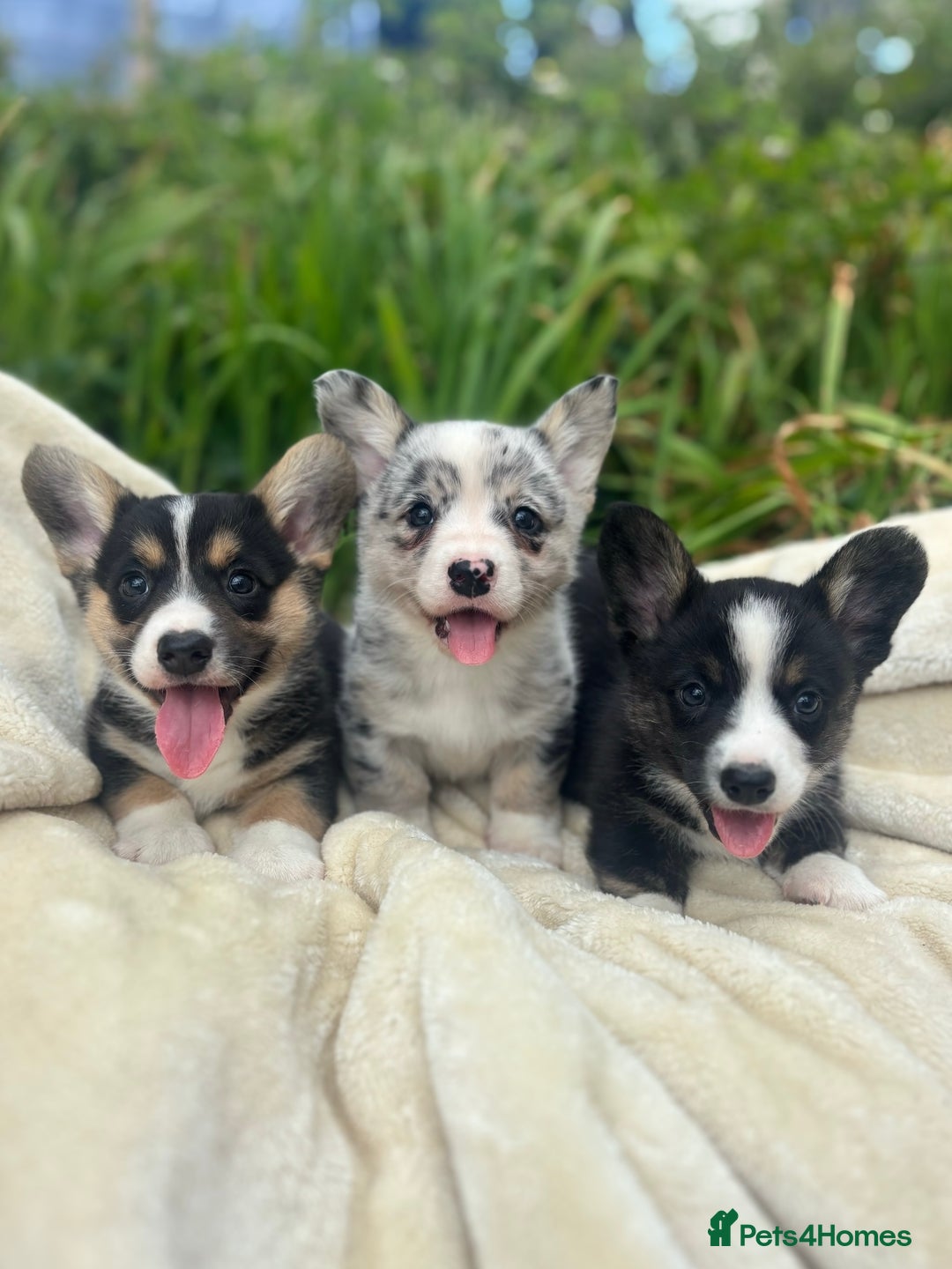 Welsh Corgi Cardigan dogs for sale: ⭐️Beautiful Cardiganshire Corgi Pups⭐️*1 LEFT* - Image 12