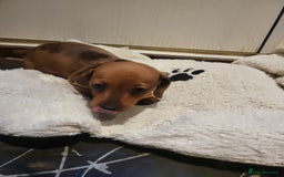 Dachshund dogs for sale: Adorable Mini Dachshund Puppies for Loving Homes.  - Image 4