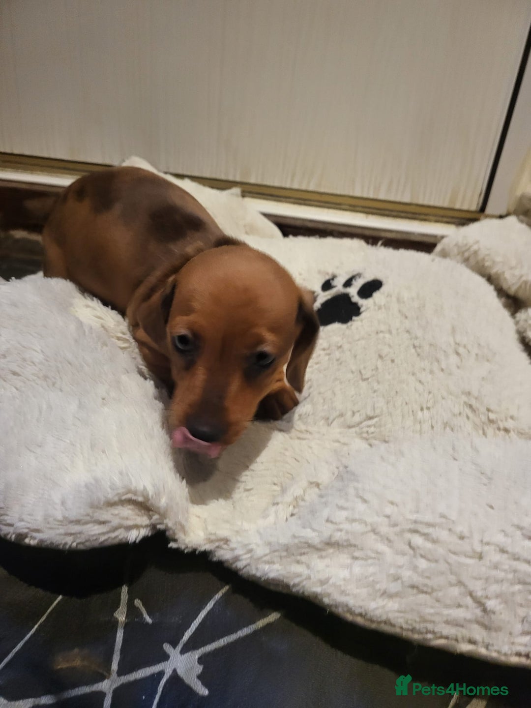 Dachshund dogs for sale: Adorable Mini Dachshund Puppies for Loving Homes.  - Image 4