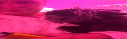 Lionhead rabbits for sale: Two female lionheads  - Advert 3