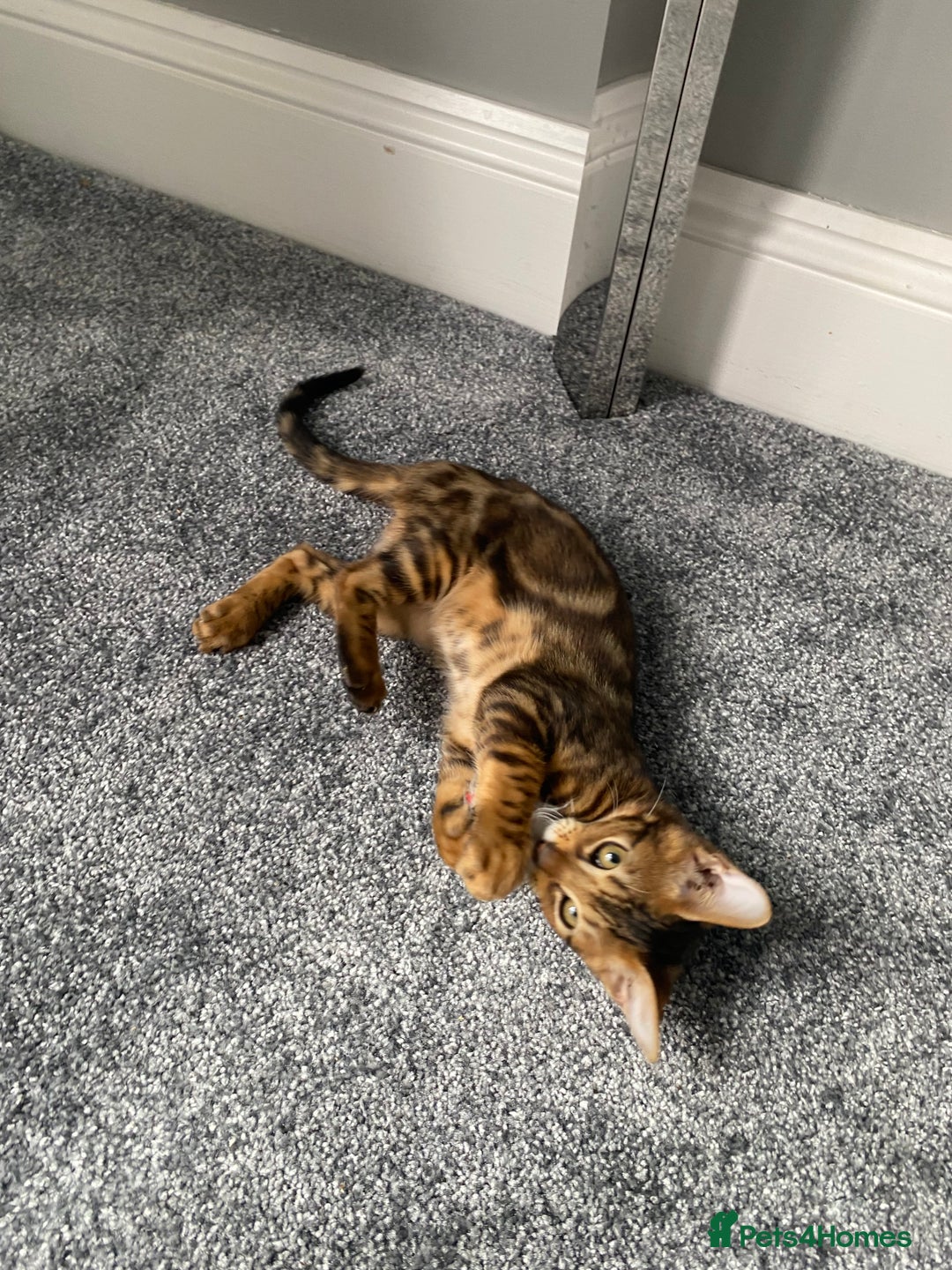 Savannah cats for sale: Savannah cross - Image 13