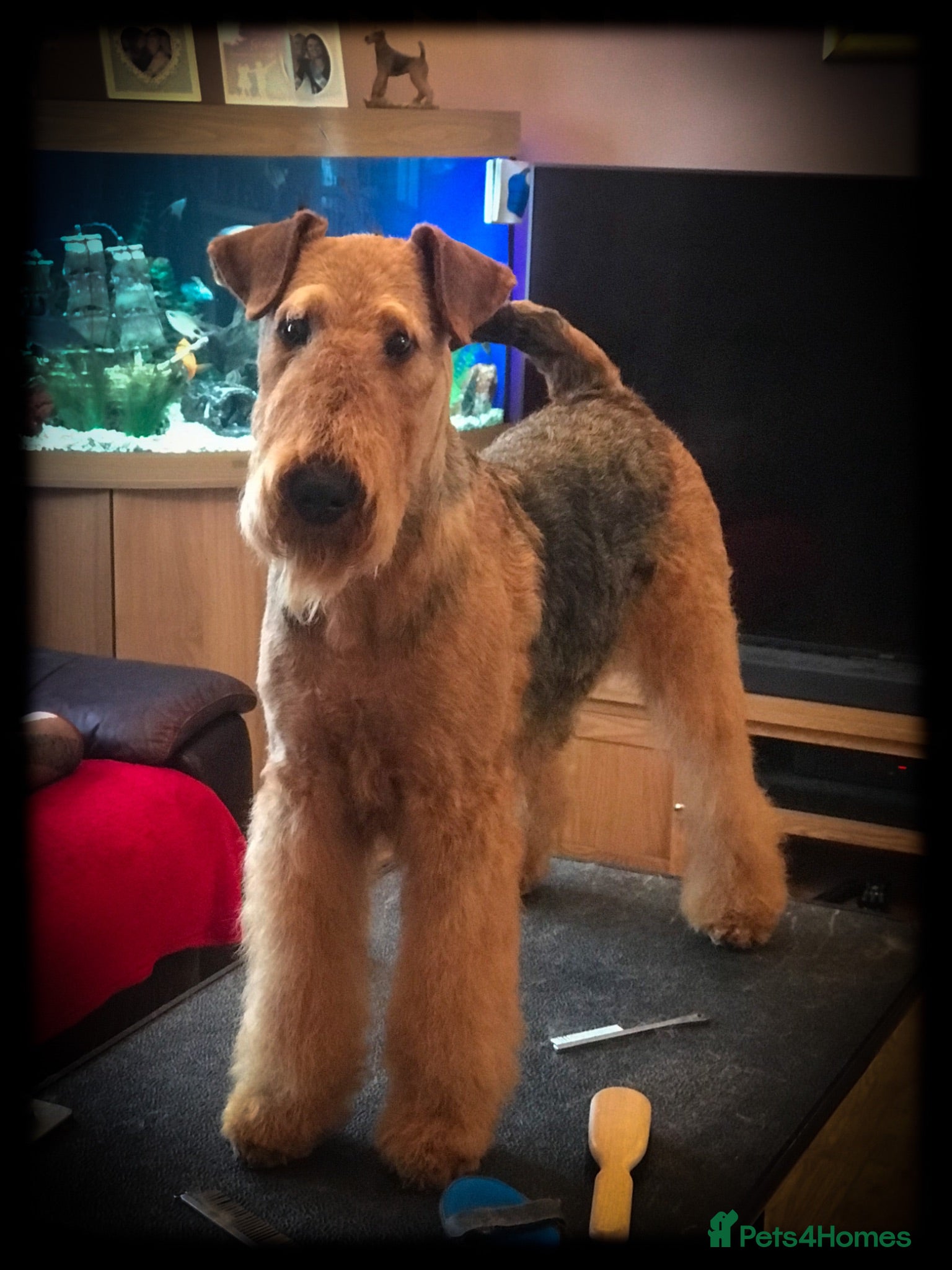 Airedale Terrier dogs ADORABLE AIREDALE PUPS FROM 5 ⭐️ LICENSED BREEDER - Advert 2