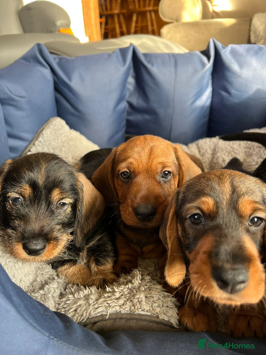 Dachshund dogs for sale: KC Standard Wirehaired Dachshund Puppies - Advert 4