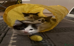 Mixed Breed cats for sale: Adorable Fluffy Kittens Looking for a Loving Home - Image 8