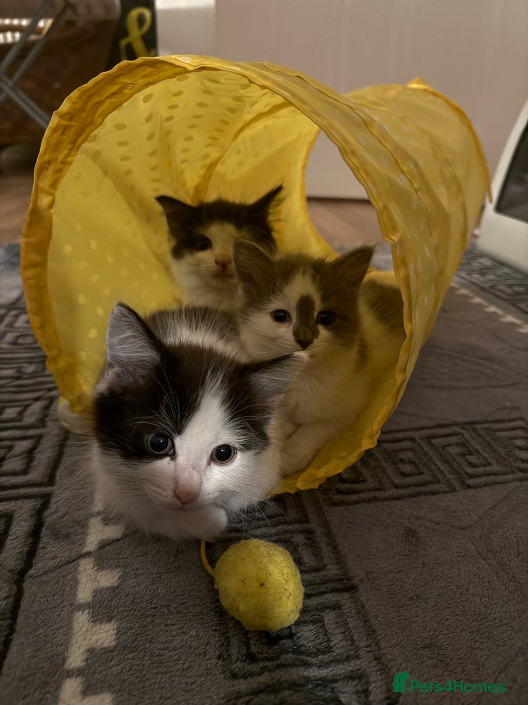 Mixed Breed cats for sale: Adorable Fluffy Kittens Looking for a Loving Home - Image 8