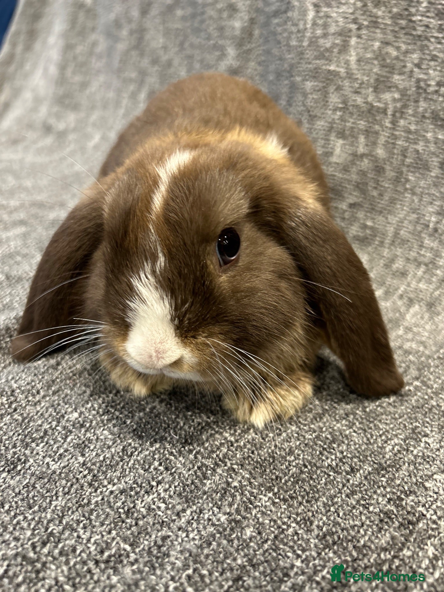 Mini Lop rabbits for sale: 🐰 3 Gorgeous mini lops available🐰 - Advert 2