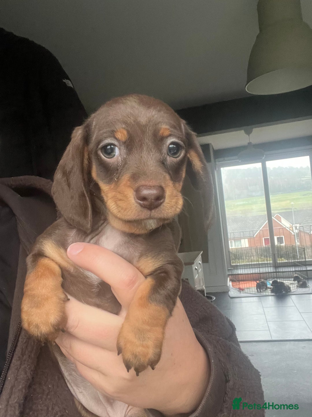 Miniature Dachshund dogs for sale: Miniature Dachshunds  - Advert 2