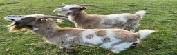 Goats livestock for sale: Two Female Pygmy Goats - Advert 3