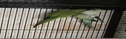 Parakeets birds for sale: Finches canarys doves parakeets parrots  - Advert 20