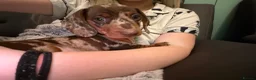 Miniature Dachshund dogs for sale: Miniature dachshund males - Advert 4
