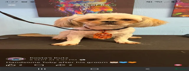 Toby