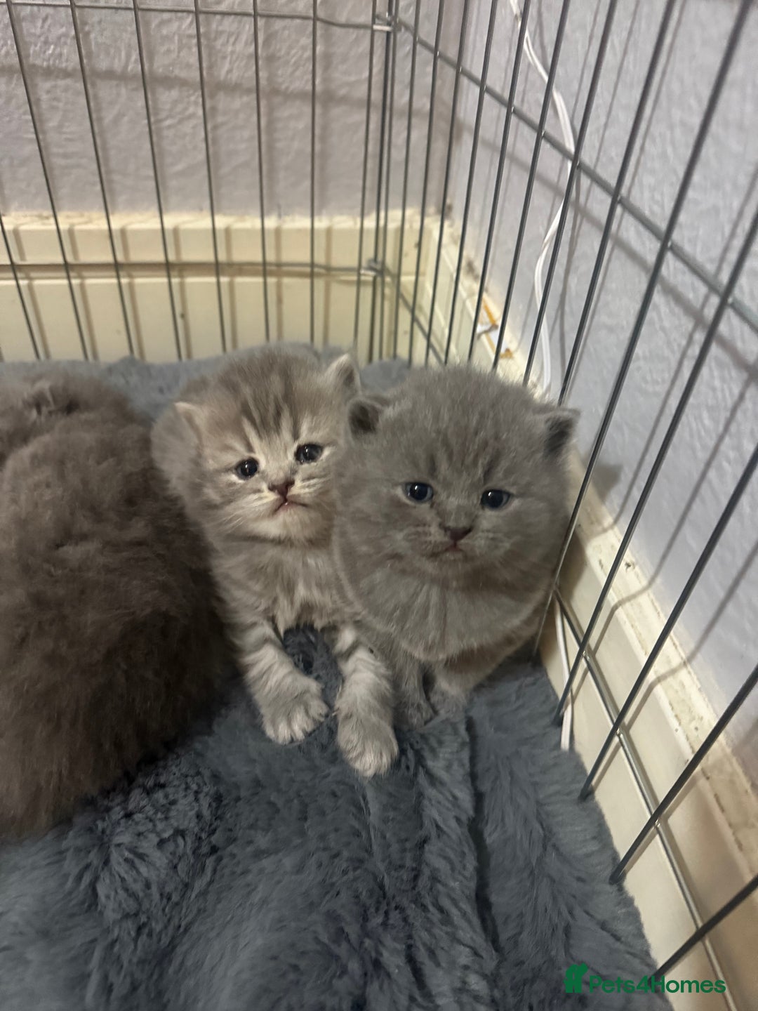 Scottish Fold cats for sale: Scottish fold kittens  - Advert 25