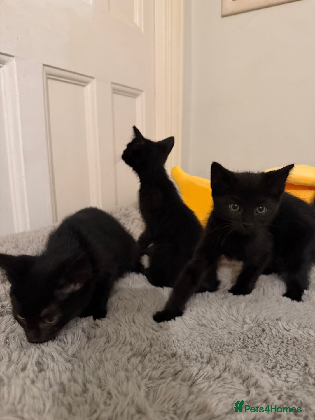 Mixed Breed cats for sale: Beautiful black kittens ready now - Image 6