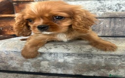 Cavalier King Charles Spaniel dogs for sale: KC King Charles Cavaliers.❤️Heart & Health Tested. - Image 6
