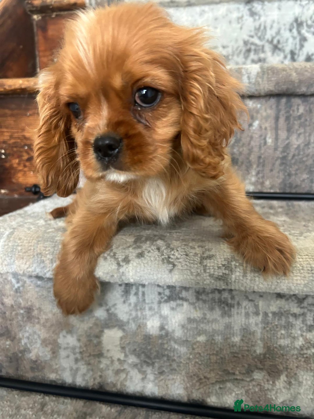 Cavalier King Charles Spaniel dogs for sale: KC King Charles Cavaliers.❤️Heart & Health Tested. - Image 6