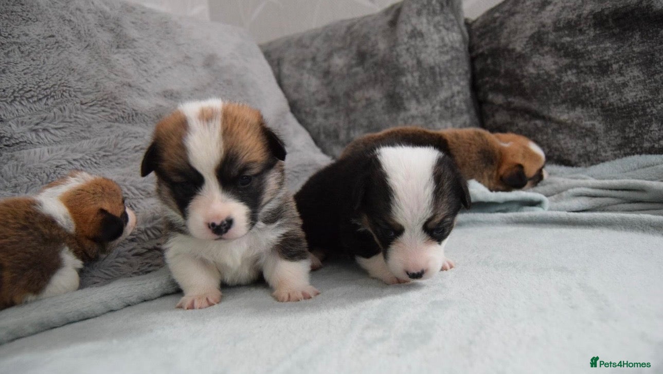 Welsh Corgi Pembroke dogs KC REGISTERED PEMBROKE CORGI PUPS - Advert 9