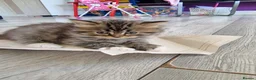 British Longhair cats for sale: Beautiful British kittens  - Advert 14