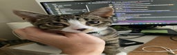 Domestic Shorthair cats for sale: 21 weeks old male tabby kitten - Advert 4