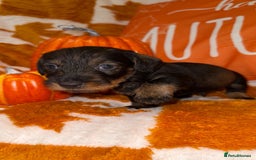 Dachshund dogs for sale: 🩷💙Stunning KC Wire haired Dachshunds🩷💙 - Image 15