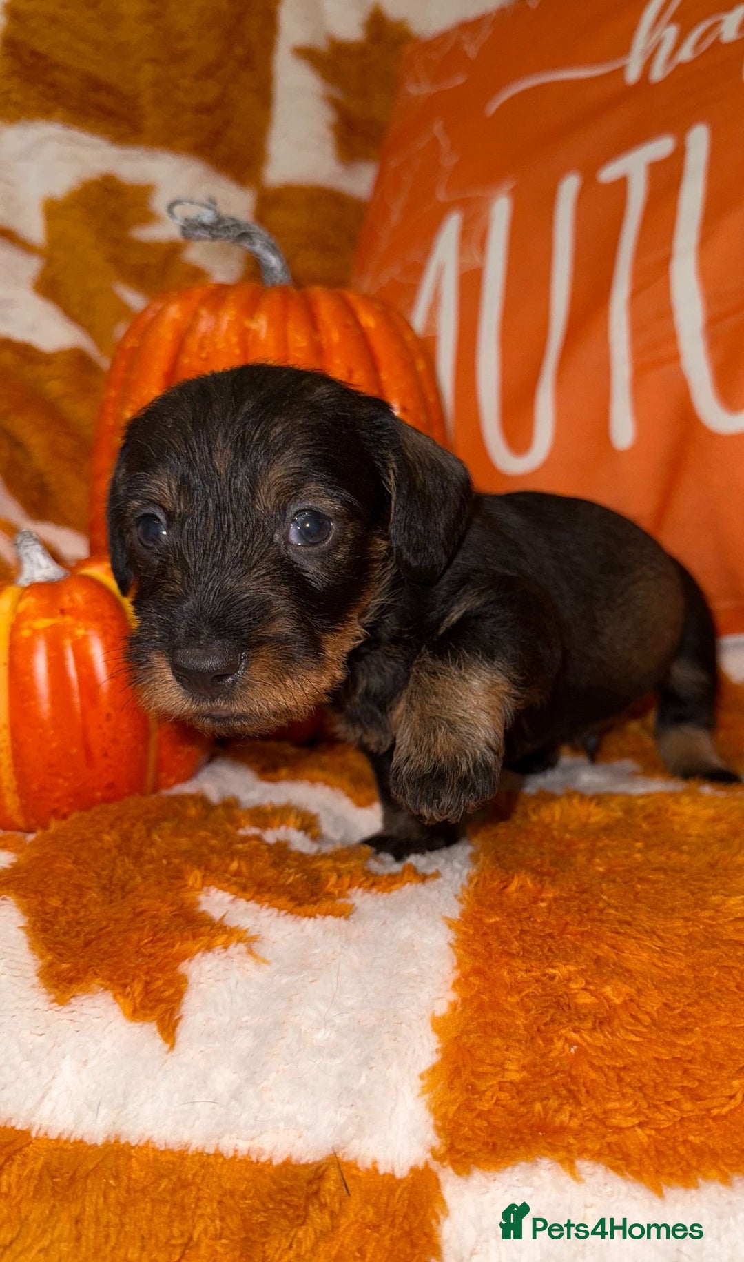 Dachshund dogs for sale: 🩷💙Stunning KC Wire haired Dachshunds🩷💙 - Image 15