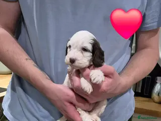 Cockapoo dogs Lovely F1 Cockapoo Puppies! - Advert 2