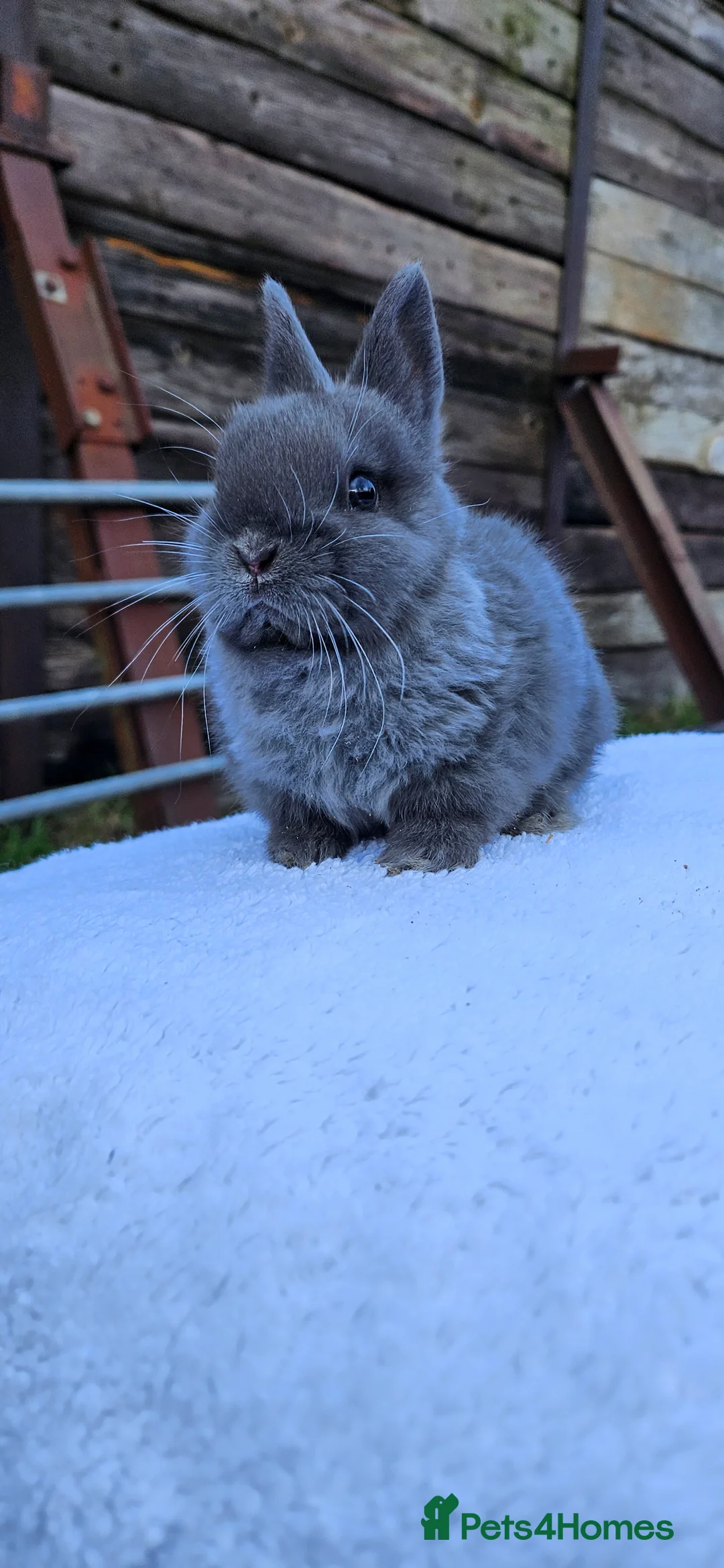 Netherland Dwarf rabbits for sale: Netherland Dwarf Buck 💙🐰 - Advert 3