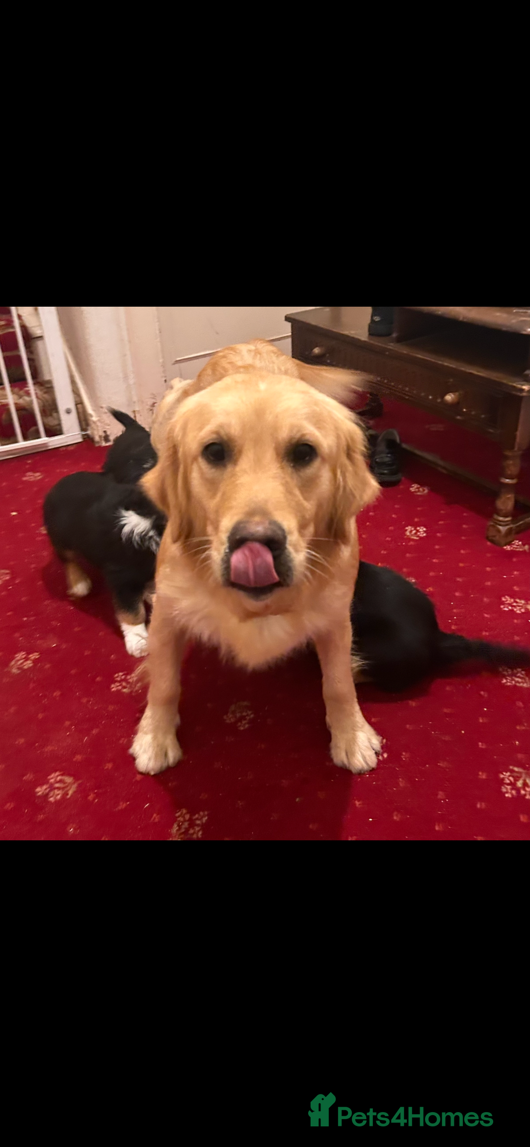 Mixed Breed dogs for sale:  Collie x golden retriever puppies  - Advert 3