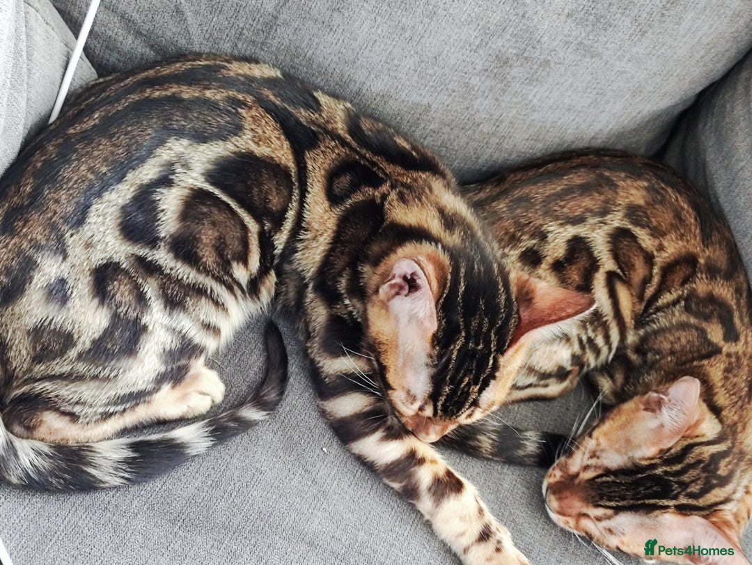 Bengal cats for stud: Rehoming 🔥 Clouded Bengal Stud TICA Amazing🔥 in Durham - Image 5