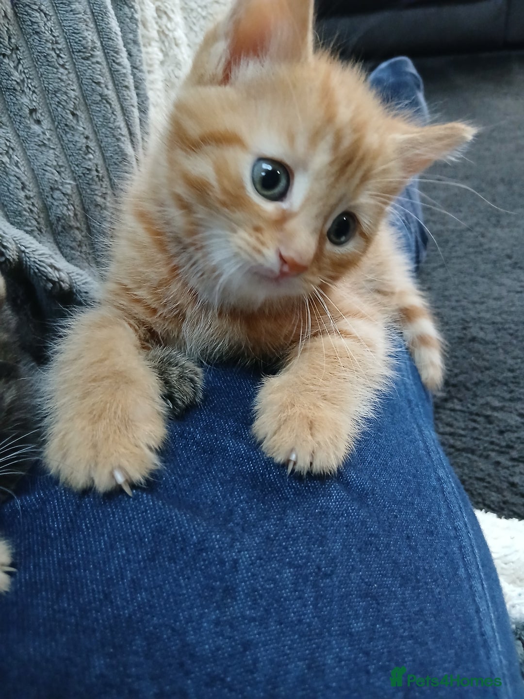 British Shorthair cats for sale: 3 beautiful kittens looking for forever home. - Advert 4