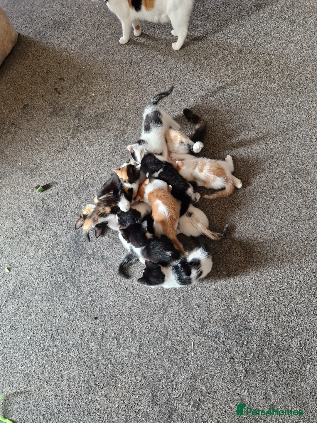 Mixed Breed cats for sale: Playful kittens ready for their purrfect homes - Advert 12