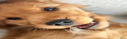 Cocker Spaniel dogs for sale: Champion Bloodline KC Show Cocker Spaniel Puppies  - Advert 4