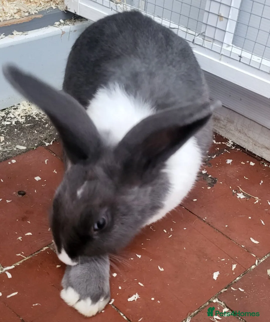 Mixed Breed rabbits for sale: Two rabbits for adoption - Advert 4