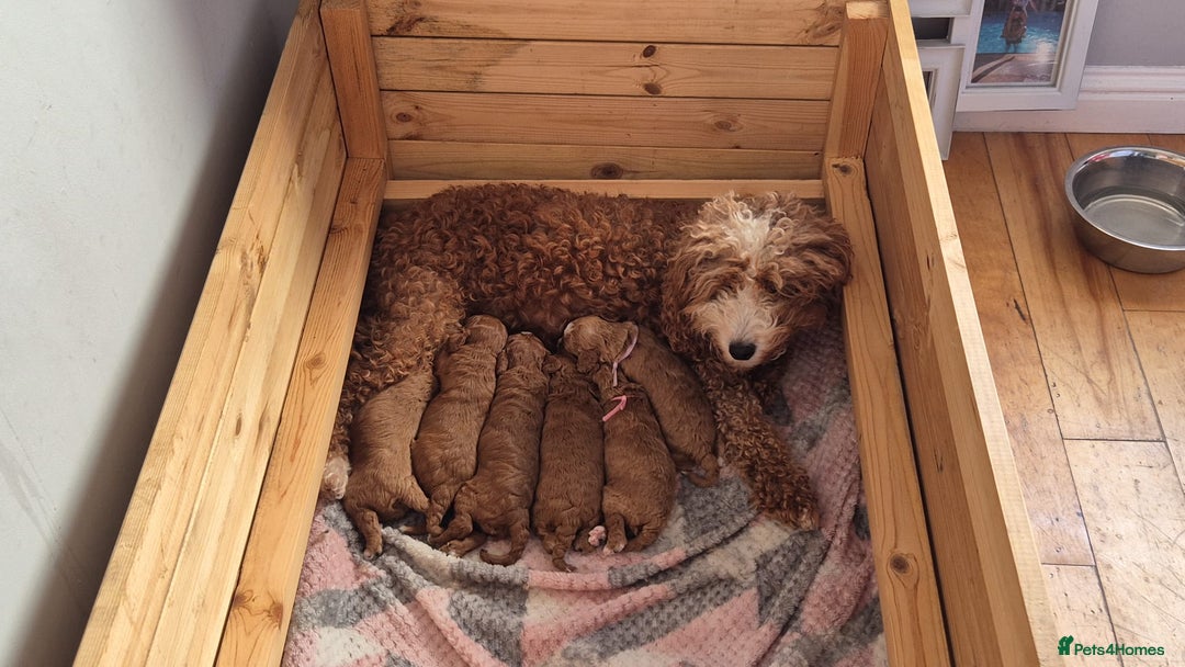 Sproodle dogs for sale: Stunning red and black sproodles rare red colour  - Image 10