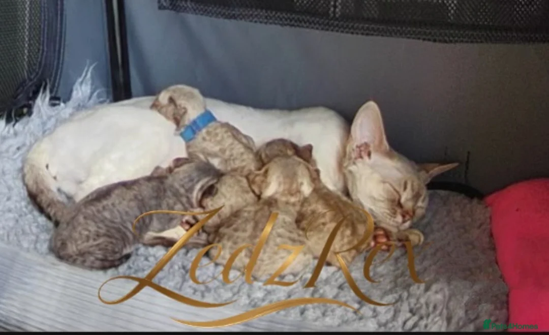 Devon Rex cats for sale: Beautiful Devon Rex Kittens For Sale - Advert 30