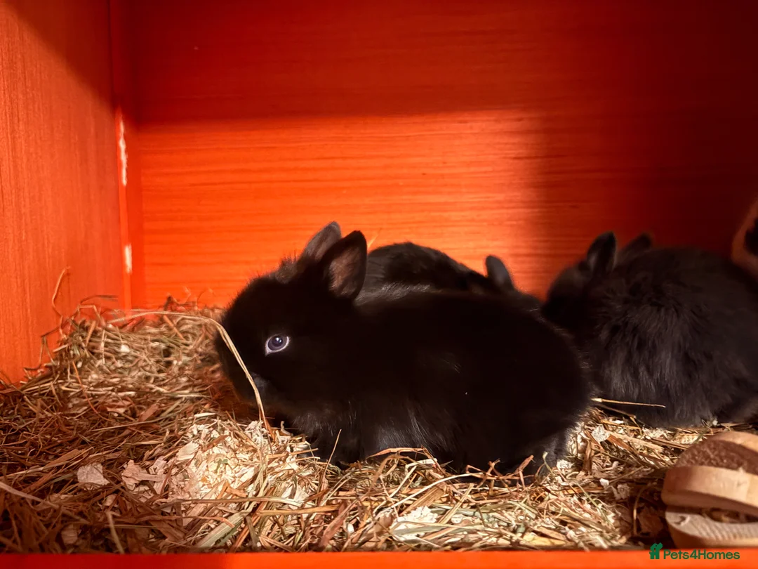 Mixed Breed rabbits for sale: Bunnies - Advert 6