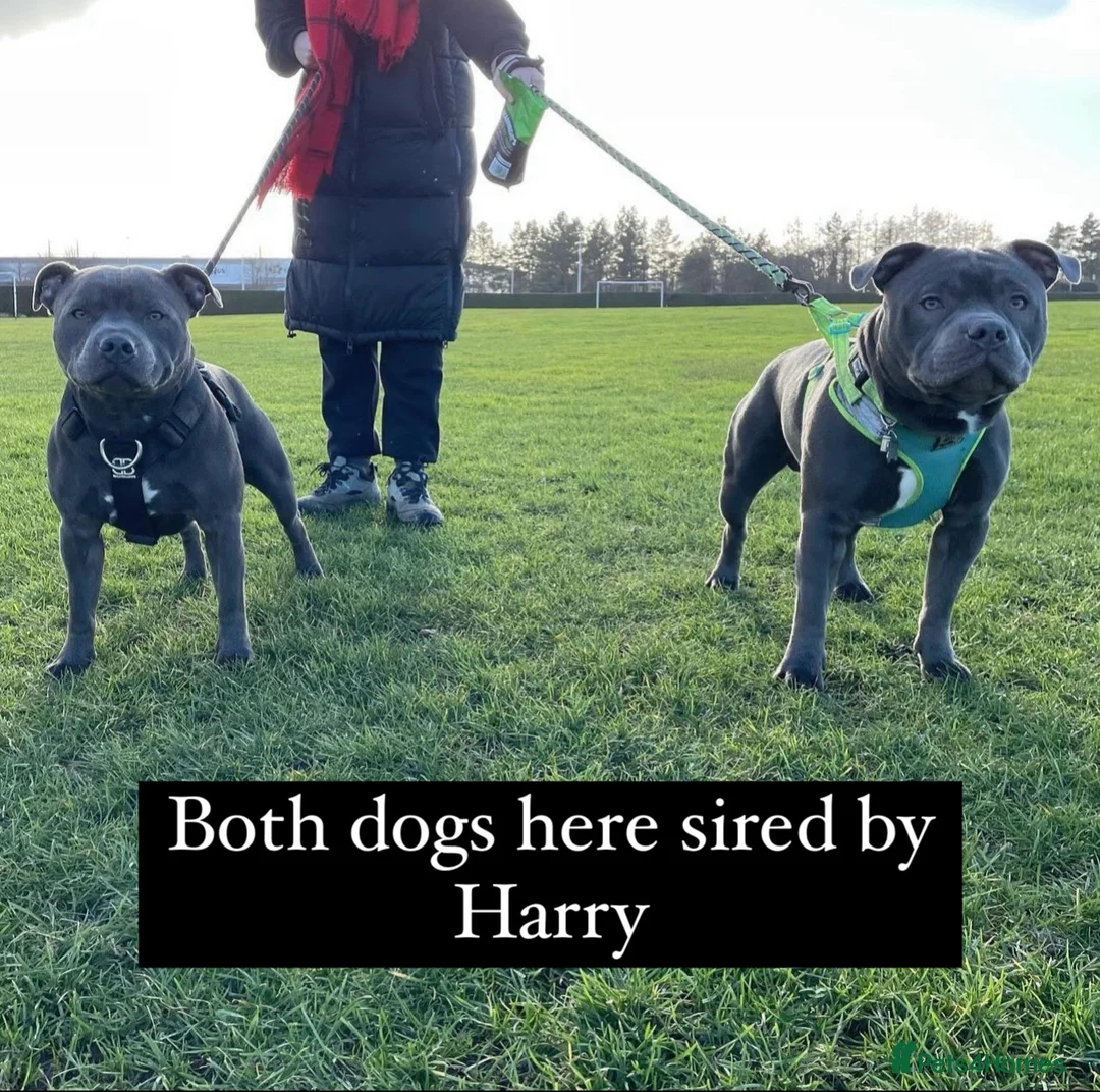 Staffordshire Bull Terrier dogs for stud: Proven KC Blue Boy For Stud in Whitley Bay - Advert 7