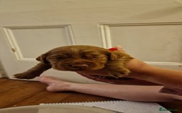 Cocker Spaniel dogs for sale: Cocker spaniel puppies - Image 6