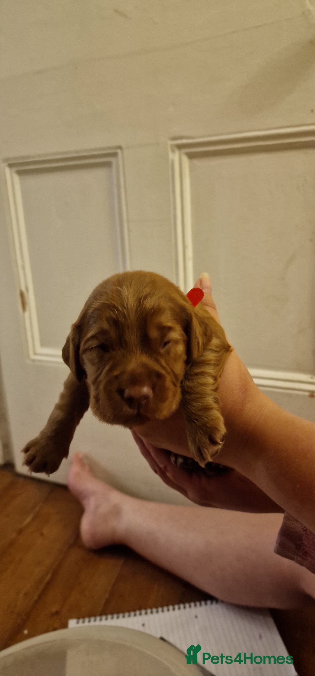 Cocker Spaniel dogs for sale: Cocker spaniel puppies - Image 6