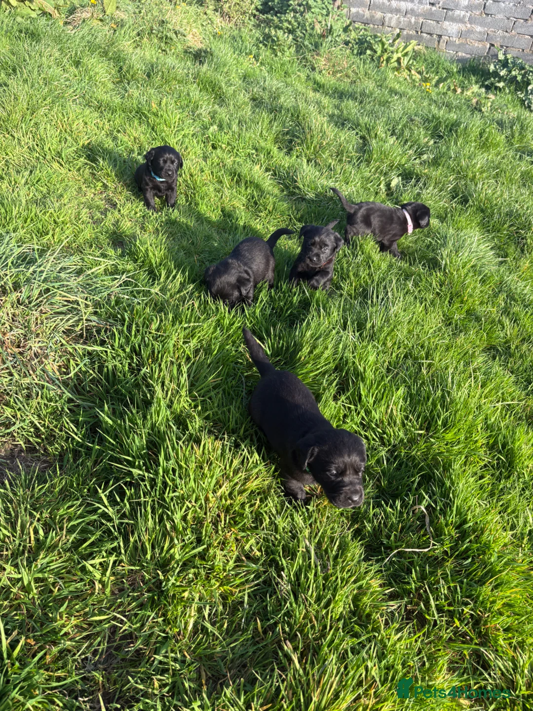 Labrador Retriever dogs for sale: Gorgeous Labrador pups  in Carmarthen - Advert 30