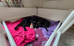 Labrador Retriever dogs for sale: KC Registered 9 Black & 1 Yellow Labrador Puppies - Image 8