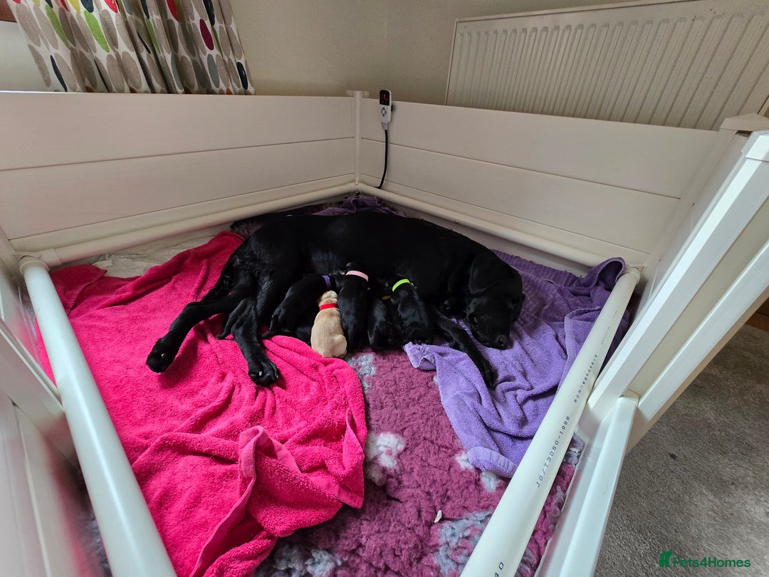 Labrador Retriever dogs for sale: KC Registered 9 Black & 1 Yellow Labrador Puppies - Image 8