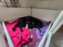 Labrador Retriever dogs KC Registered 1 Black Boys Labrador Puppies left - Advert 2