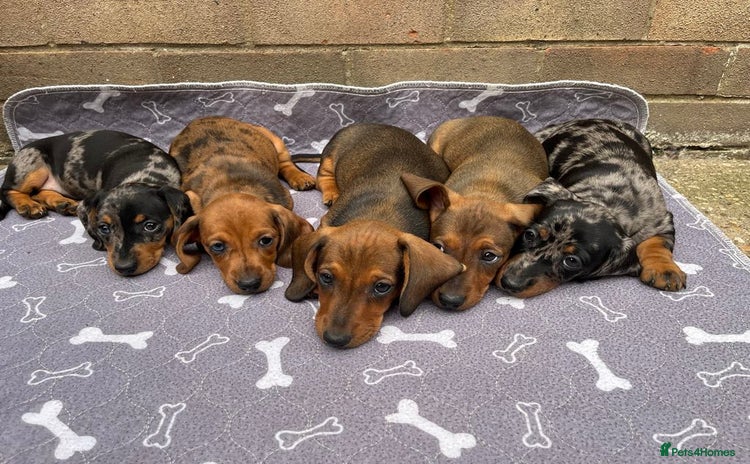 Miniature Dachshund dogs - Advert 16