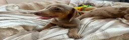 Miniature Dachshund dogs for sale: Miniature Dutch hound puppies - Advert 5