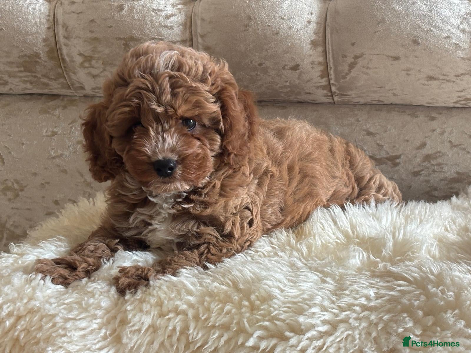 Cavapoo dogs ❤️ Health tested F1B cavapoo ❤️ - Advert 1