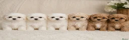 Mixed Breed dogs for sale: Luxury MauxiePoos This is CUTE OVERLOAD  - Advert 19