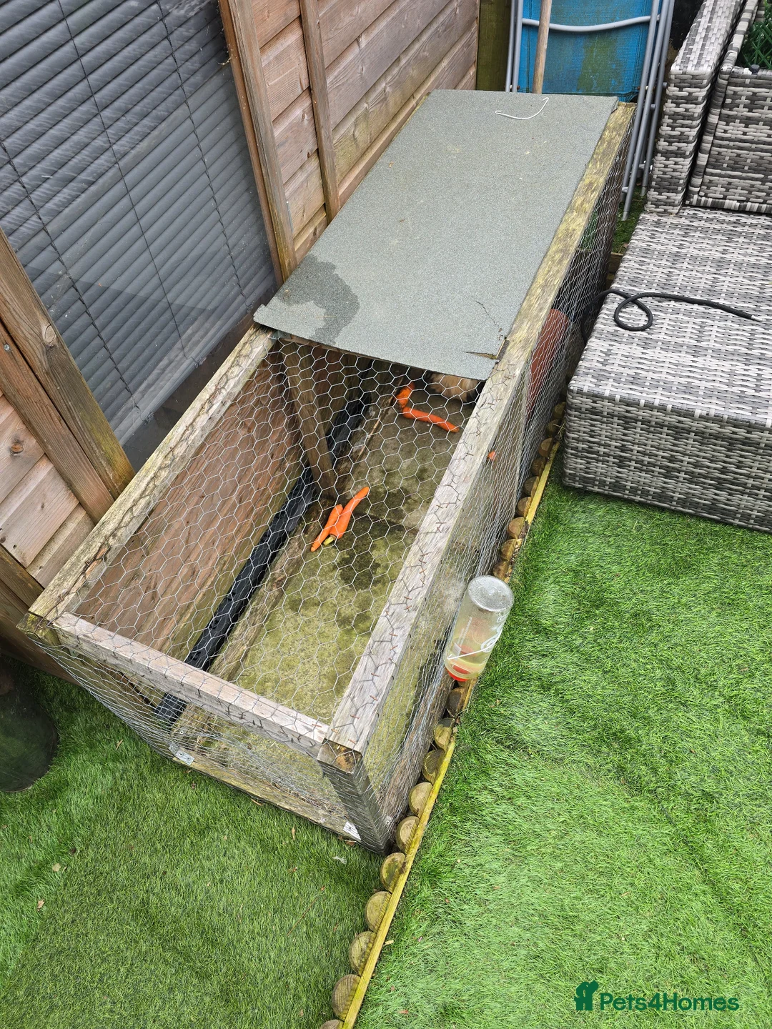 Mixed Breed livestock for sale: For sale in Stockport - Advert 2