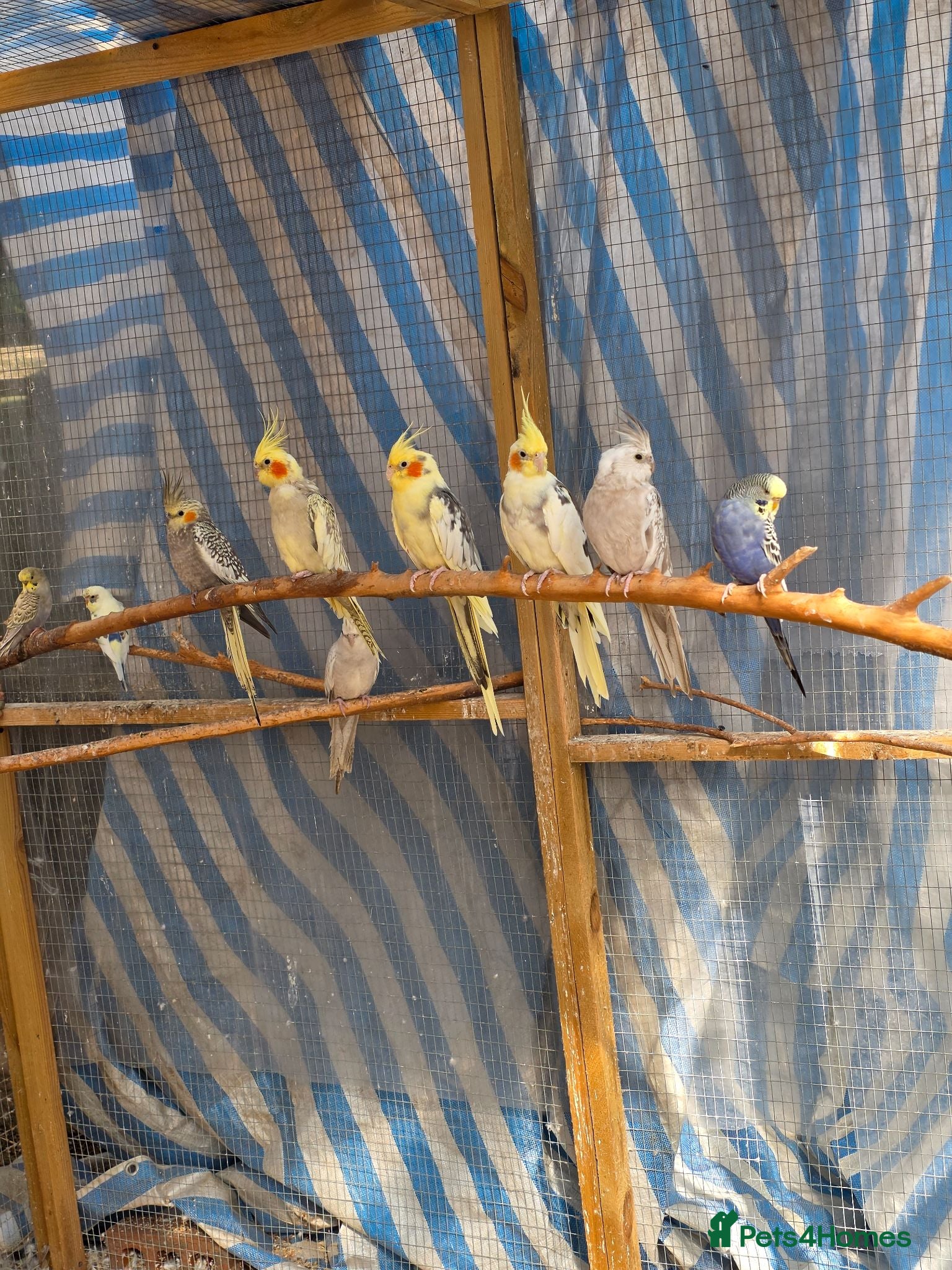Cockatiels birds Beautiful Young Cockatiels Ready for Loving Homes - Advert 14