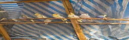 Cockatiels birds for sale: Beautiful Young Cockatiels Ready for Loving Homes - Advert 2